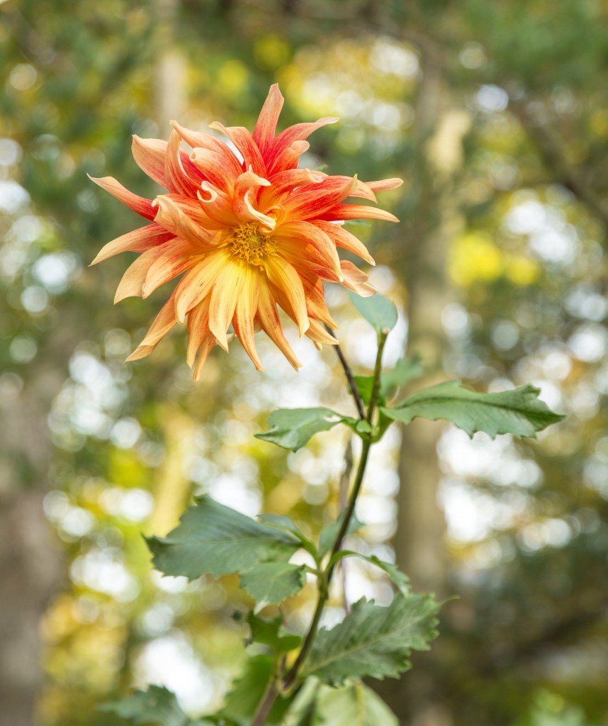 canadensis and Ilan Averbach’s 1992 stone In the Cradle of Civilization. Dahlia ‘Jaden Charles’ is one of many dahlias in the Hubbards’ collection in the cutting gardens, where the family first grew vegetables. 
