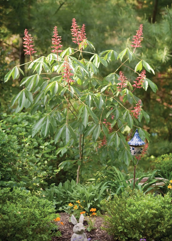 A new red buckeye from Williamsburg grows near one of Courtney's rabbits.