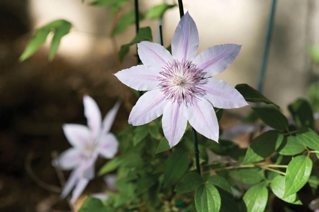 Clematis 'Special Occasion.'