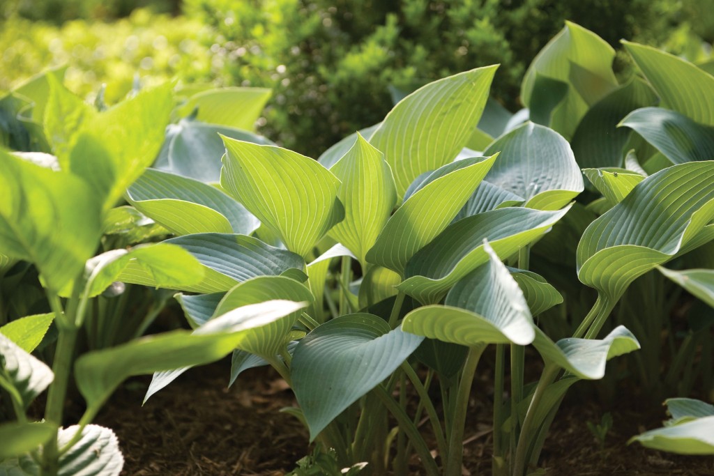 Hosta ‘Halcyon.’ Flanked by hostas and Delaware Valley azaleas