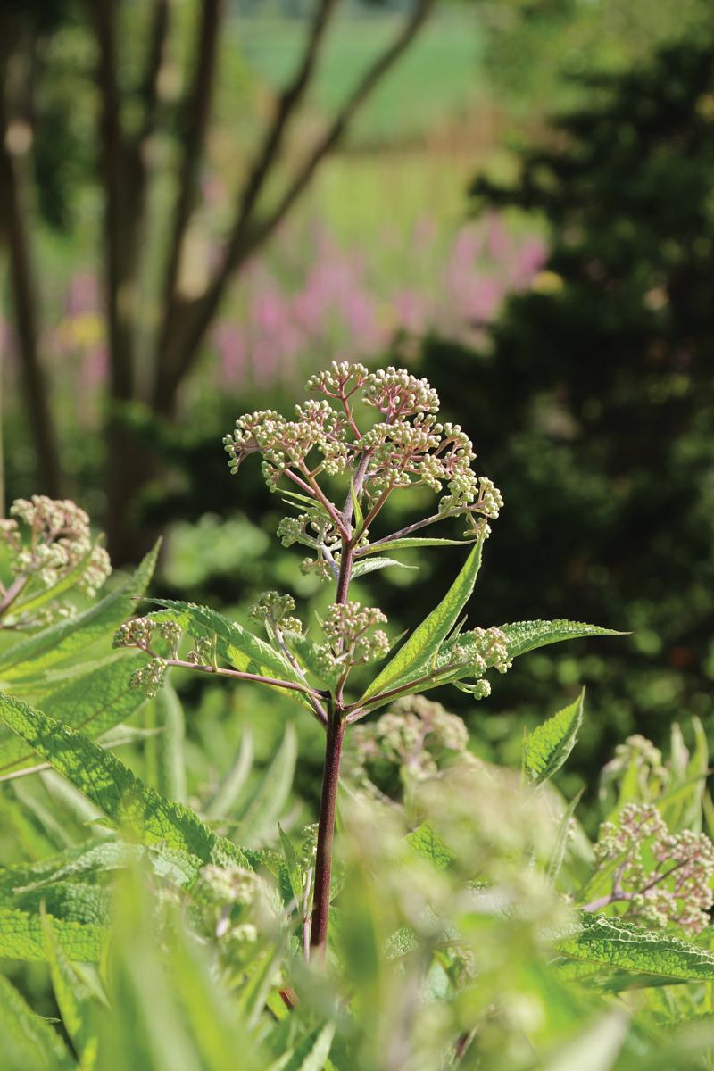 Native plants like Joe Pye weed are also touches of Oehme and van Sweden.