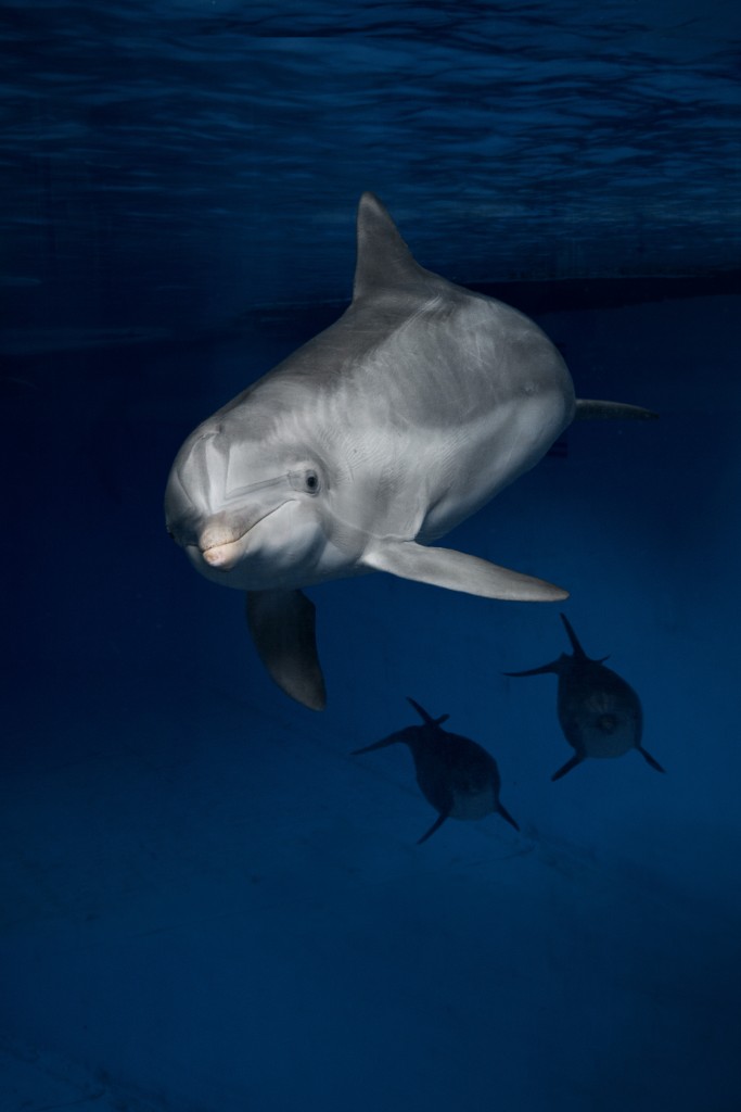 Maya, a female Atlantic Bottlenose Dolphin at The National Aquarium | September 2, 2015