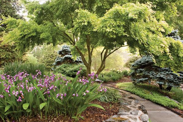 Layers of evergreen and deciduous trees (here, a volunteer Japanese maple and blue Colorado spruce) against layers of perennials and groundcovers (here, Chinese ground orchids, sedum, and sweet woodruff) create a tapestry of texture, shape and color