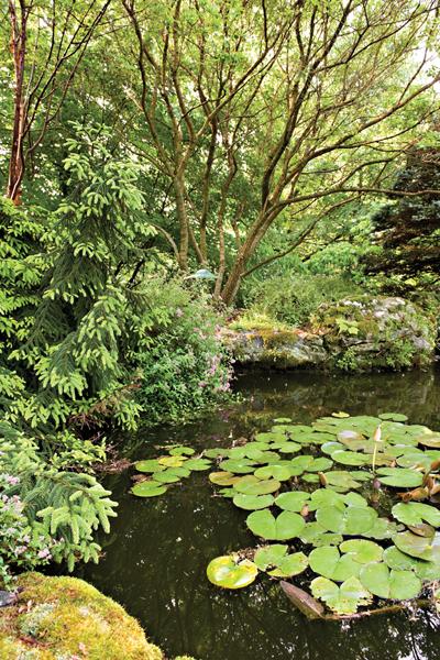 A pond with lotus, water lilies and a waterfall fills a quiet corner of the garden
