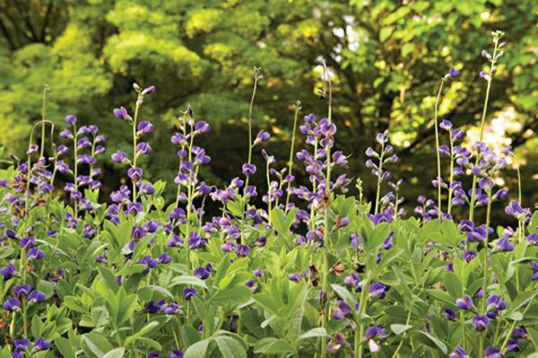 Baptisia australis is among many perennials planted en masse in the Lankford gardens.