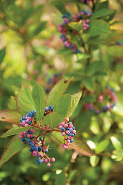 Witherod viburnum sports both unripe pink and ripe blue berries