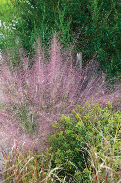 Delicate pink muhly grass wafts behind Shenandoah switch grass. 